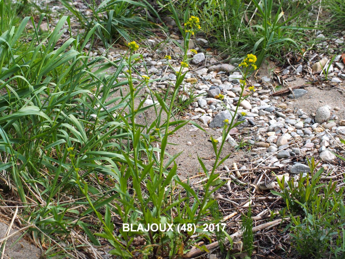 Yellow-cress, Great plant